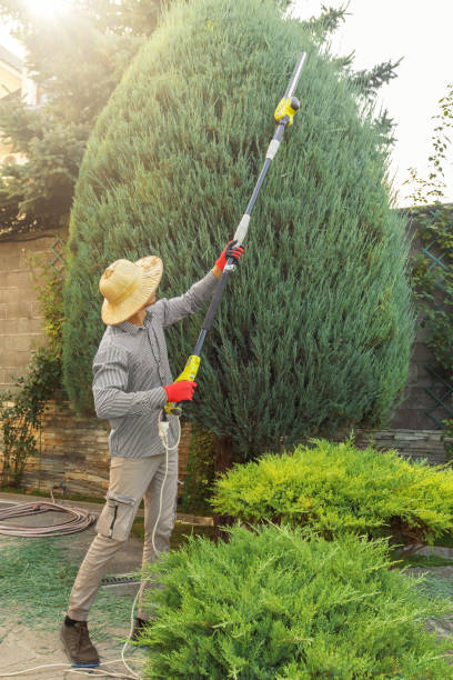 Best Leaf Removal  in South Les, AK